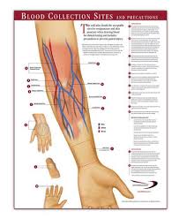 Pin On Work Phlebotomy