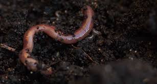 Dr trish fraser is a senior soil scientist with plant & food research, based at lincoln university in canterbury. Earthworms Lose Weight In Soils Polluted With Microplastics Science News For Students