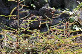 Image result for Phyllanthus mendoncae