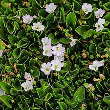 Image result for Falkia