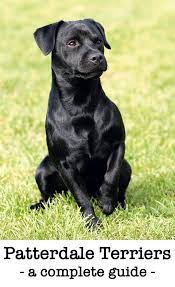 Find the perfect patterdale terrier puppy at this site is dedicated to patterdale terriers. A Complete Guide To The Patterdale Terrier Dog Breed Patterdale Terrier Terrier Dog Breeds Patterdale Terrier Puppy
