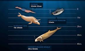 Here are 11 animals with the longest life spans — including one immortal animal. Cuvier S Beaked Whale Records Longest Known Dive Lasting Almost Four Hours Daily Mail Online