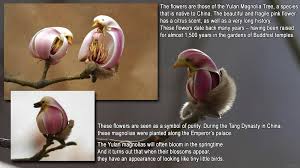Magnolia trees are some of the oldest and most beautiful flowering plants on earth. Yulan Magnolia Tree Album On Imgur