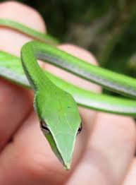 123zero Snake Vine Snake Cute Reptiles