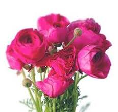 Pink has long been considered a very feminine color.the color of love, valentine's, and easter. 25 Hot Pink Flowers Ideas Pink Flowers Flowers Hot Pink Flowers