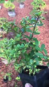 Image result for Scolopia