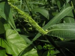 Image result for Setaria poiretiana
