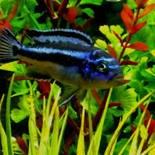African Cichlids African Cichlid Aquarium African Cichlids Cichlids