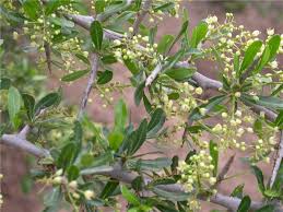 Image result for Schinus