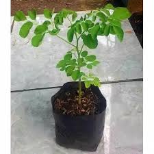 Maybe you would like to learn more about one of these? Jual Tanaman Bunga Kelor Terbaru Lazada Co Id