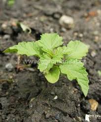 Image result for durman obecný plod