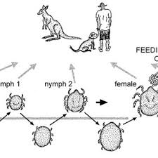 Tick infestations ranged from one to 73 ticks per wombat. Haemaphysalis Bancrofti Wallaby Tick Female Dorsal Download Scientific Diagram