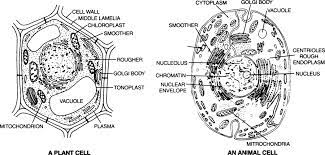 Animal and plant cell biology doodle diagrams. Draw Diagrams Of Plant Cell And Animal Cell From Biology Cell The Unit Of Life Class 11 Cbse