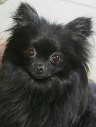 Pomeranian Chihuahua Mix Black And Brown Pretty Black Chihuahua Black Pomeranian Puppies Pomeranian Puppy Black Pomeranian