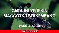 Aplikasi ini berisi cara budidaya maggot sejak persiapan budidaya, pengolahan limbah sampai panen maggot sesuai target anda, dan banyak ekstra pembahasan terkait manfaat bsf termasuk pembahasan materi. 310 Black Soldier Fly Ideas Black Soldier Fly Soldier Black Soldier