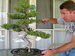 Go through this article for a brief overview about the same. How To Prune Juniper Bonsai Youtube