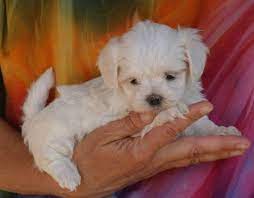 elevage familial de bichons maltais miniatures ils ont une bouille de poupee bien pigmentes et tres peti chiot bichon maltais bichon maltais chiens et chiots