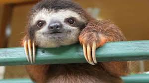 Image result for SLOTH