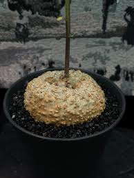 Image result for Dorstenia cuspidata