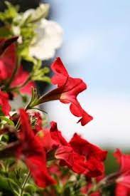 A List Of Flowers With No Smell Hunker List Of Flowers Flower Beds Flowers