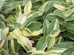 Image result for Stadmannia