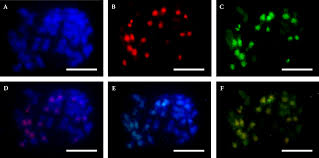 Image result for Eleusine kigeziensis