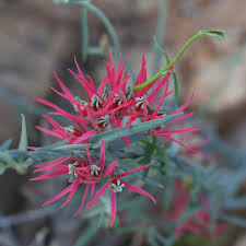 Image result for Ceropegia crassifolia