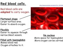 Check spelling or type a new query. 32 Red Blood Cell Label Label Design Ideas 2020