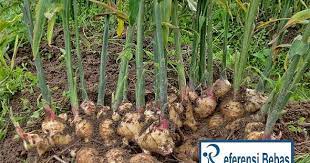 Perkembangbiakan dengan cara setek dilakukan dengan cara menanam bagian tertentu tumbuhan tanpa menunggu tumbuhnya akar baru terlebih dahulu. Cara Berkembang Biak Jahe Referensi Bebas