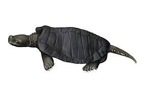 Pappochelys (meaning grandfather turtle in greek) is an extinct genus of diapsid reptile closely related to turtles. Pappochelys Wikiwand