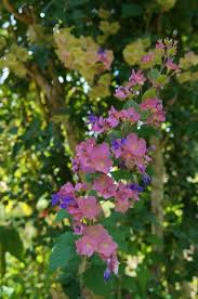 Image result for Karomia tettensis