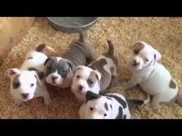 We have red noses, brindles, seals. Pin On Pit Bull Puppies