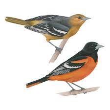 Check out amazing oriole_bird artwork on deviantart. Baltimore Oriole East Celebrate Urban Birds