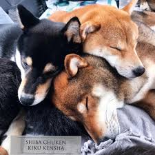 Also color, they do come on sesame which is a combination of black, red, cream in that order from the top. Shiba Inu Chuken Kiku Kensha Elevage Education å¿ çŠ¬èŠçŠ¬èˆŽ Home Facebook
