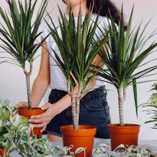 We did not find results for: Live Plant Indoor Plant Dragon Tree Diy Dracaena Marginata Green Shopee Malaysia