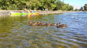 Vem treinar canoagem no jamor. Vista Do Lago Da Canoagem Fotografia De Espaco De Jogo E Recreio Do Jamor Oeiras Tripadvisor