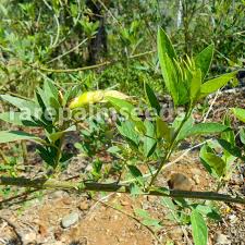 Image result for Cajanus cajan