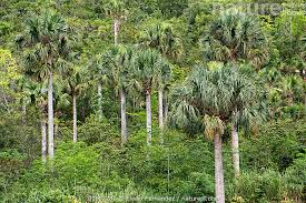 Image result for Sabal domingensis