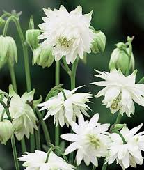 Check spelling or type a new query. Pin On The Flowers Of Guatemala