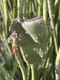 Image result for Euphorbia spissiflora
