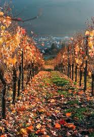 Otono En Los Vinedos Uvas Para Vino Casa Del Vino Bodegas