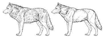 Pin By Autodesk Sketchbook On Animal Anatomy Wolf Head Drawing Wolf Drawing Drawings
