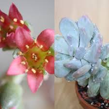 Check spelling or type a new query. Pachyphytum Bracteosum