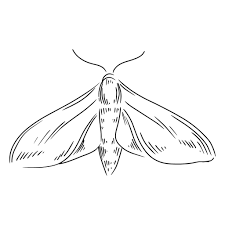 Grey Moth Hand Drawn Ad Affiliate Paid Moth Hand Drawn Grey How To Draw Hands Moth Graphic Image