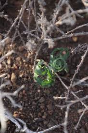 Image result for Dipcadi marlothii