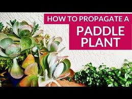 Paddle Plant Propagation How To Prune Take Cuttings Paddle Plant Propagating Plants Plants