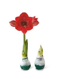 How to make waxed amaryllis bulbs. Easy Care Waxed Amaryllis Free Shipping Gardener S Supply