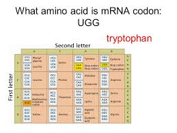 If the codon specifying glycine is gga, how many s. Antarkticky Pisteni Spat Ugg Tryptophan Pitbulls Mc Cz
