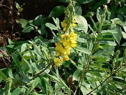 Image result for Crotalaria subcapitata
