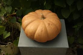 We did not find results for: Curried Long Island Cheese Pumpkin Soup Recipe